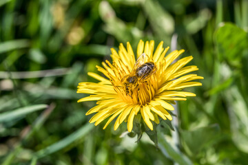 Löwenzahn mit Biene auf der Blume