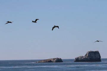 Seagulls in Big Sur California, Landscape off the Coast of California