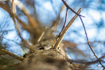 Aufnahme eines Astes an einem Baum von unten