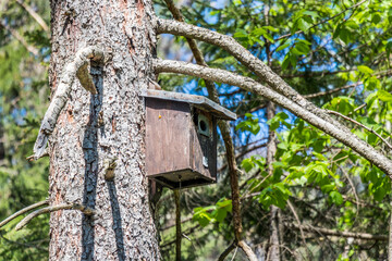 Vogelhaus an einem Baum im Wald