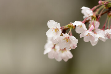 雨に濡れて花びらにしずくをつけた桜です