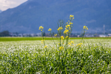 gelbe Blumen auf einem Grasfeld