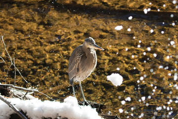 Yosemite National Park Wild Heron, Heron Along River Bed, Wildlife of Yosemite California