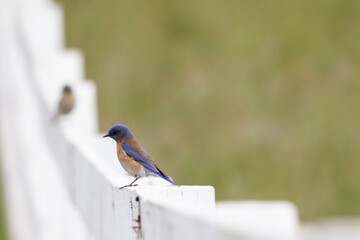San Luis Obispo California Wild Birds on Ranch Fence, Wildlife of Central Coast of California