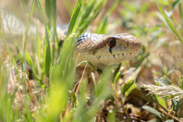 Gopher Snake in San Luis Obispo County California