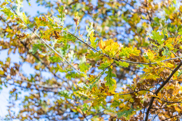 Blätter im Herbst an einem Baum