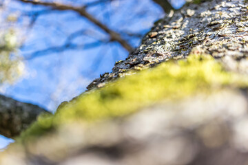 Baum von unten fotografiert mit blauem Himmel