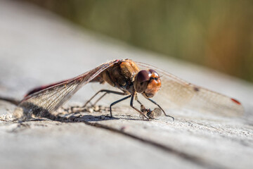 Makroaufnahme einer Libelle, die eine Fliege isst