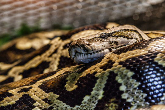 Reticulated python (Malayopython reticulatus) snake sometimes known as Royal Python or Ball Python.Photo of reticulated python head in full face