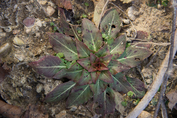 Booth's Evening Primrose
