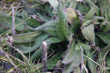 Bristly Oxtongue