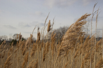Fototapeta premium Reed