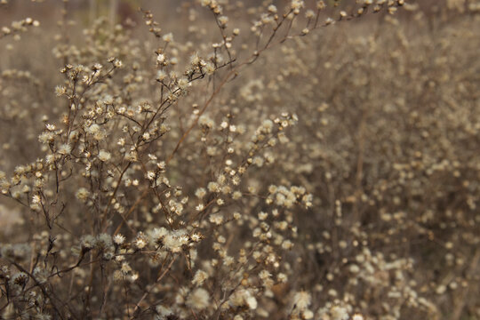 Fluffy Field