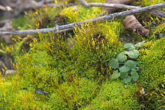 Fall Moss