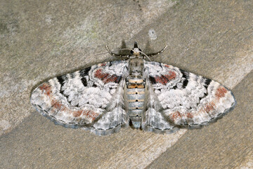 フトオビヒメナミシャク（北海道・鶴居村）
