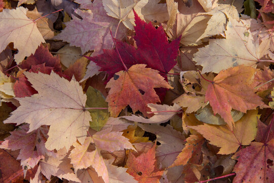 Fall Maples