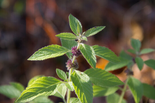 Minty Blossoms