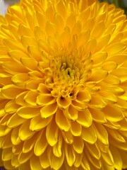 yellow chrysanthemum flower