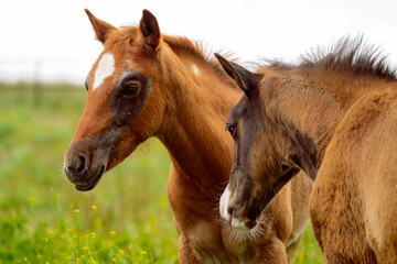 Obraz premium Baby Horses in a Herd, California Baby Horses in a Pasture