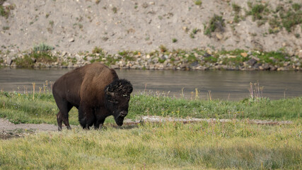 Bison Along Yellowstone River, Wyoming