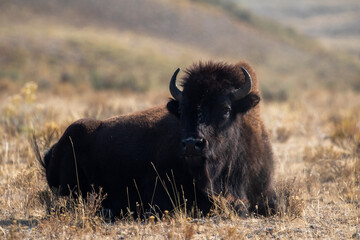 Bison Laying Down in Field in Yellowstone National Park, Wild Bison in Wyoming