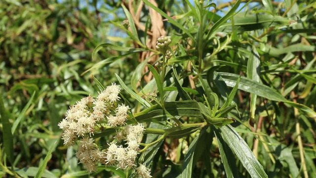 White staminate discoid head inflorescences bloom on Seepwillow, Baccharis Salicifolia, Asteraceae, native dioecious perennial shrub in Ballona Freshwater Marsh, Southern California Coast, Autumn.