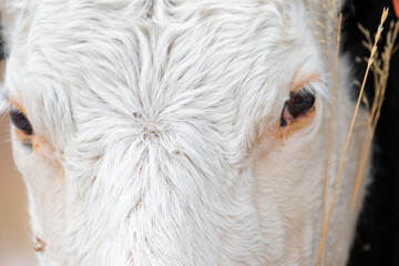 Close Up of Cow Eyes, White Cow With Pink Lined Eyes
