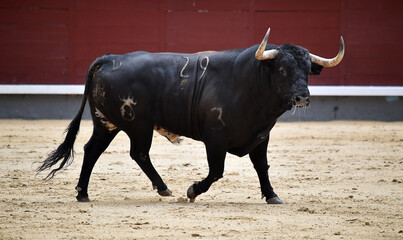 spanish bull with big horns on spanish bullring