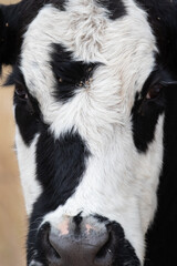 Black and White Oreo Cow, Cattle With Black and White Markings