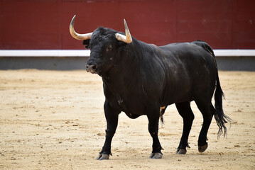 toro bravo español en una plaza de toros durante un espectaculo de toreo