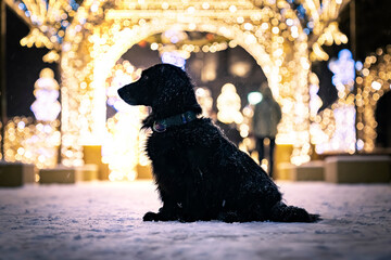 Czarny pies siedzący na tle świątecznej iluminacji