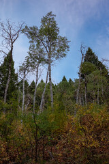 Fototapeta na wymiar Bozeman Montana Kirk's Hill Hike Aspen Trees