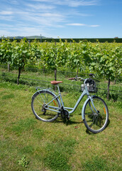 Fototapeta premium A bike next to a vineyard in Martinborough New Zealand
