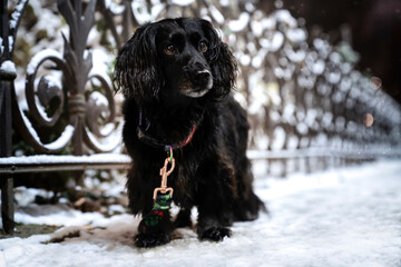 Czarny pies stoi na zaśnieżonym chodniku