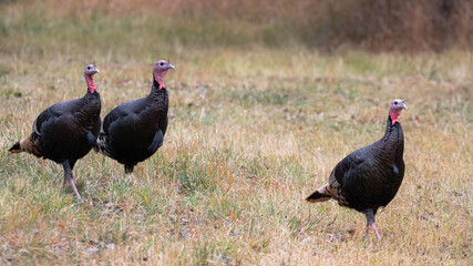 Wild Turkeys in Bozeman Montana, Montana Birds, Turkey Sighting in 2020