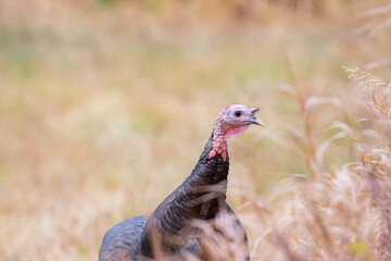 Male Turkey in Bozeman Montana