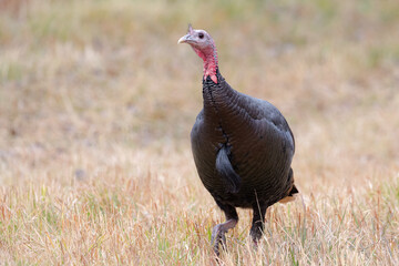 Portrait of a Turkey in a Field