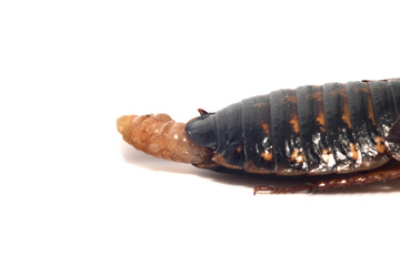 白背景のゴキブリのメスの成虫の飛び出た卵鞘(デュビア、アルゼンチンゴキブリ)