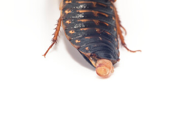 白背景のゴキブリのメスの成虫の飛び出た卵鞘(デュビア、アルゼンチンゴキブリ)