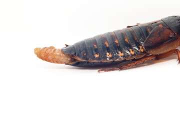 白背景のゴキブリのメスの成虫の飛び出た卵鞘(デュビア、アルゼンチンゴキブリ)