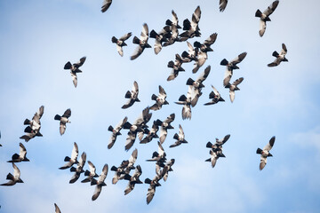 Group of carrier pigeons flying in flight together, practising their skills. Also called homing pigeons, they are able to fly long distance