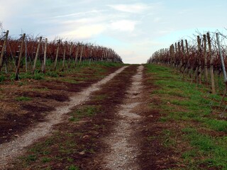 Beautiful vineyards of the wine valley, in the mountains.