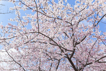 早咲きの満開になった暖流桜	