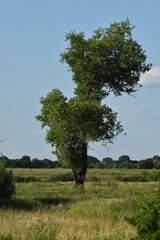 Obraz premium samotne drzewo