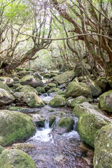 Fototapeta na wymiar The Shiratani Unsuikyo Ravine in spring, Shiratani Unsuikyo on Yakushima is a lush, green nature park at kagoshima in Japan. The forest is covered in green, unique ground plants like ferns and mosses.