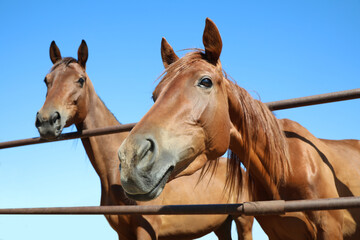 Obraz premium Chestnut horses at fence outdoors on sunny day, closeup. Beautiful pet