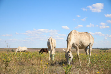 Obraz premium Grey horses grazing on green pasture. Beautiful pet