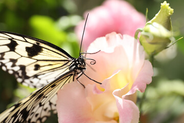 Beautiful rice paper butterfly on pink flower in garden
