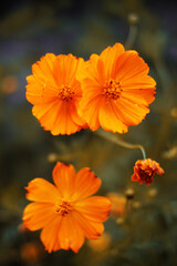 As três flores do jardim