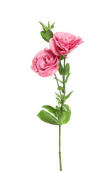 Fototapeta premium Beautiful fresh Eustoma flowers isolated on white